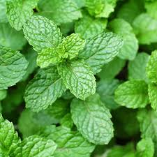 mint